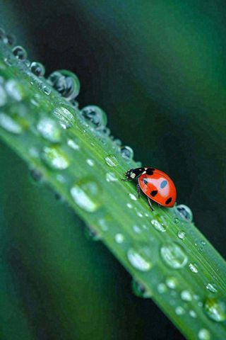 春夏雨天雨水七星瓢虫叶子，昆虫，小暑大暑白露雨水谷雨摄影图