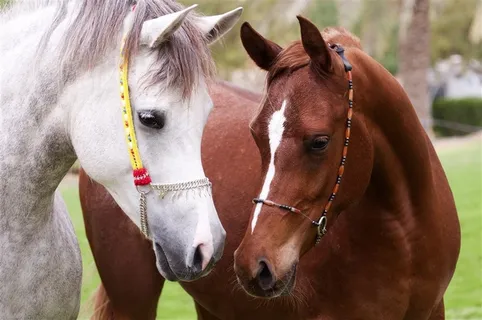 白头与黄头骏马图片