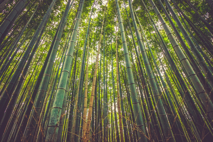 高清竹子竹林