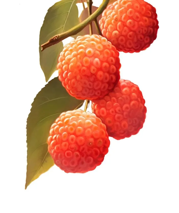 水果荔枝国风绘画元素(896x1062)