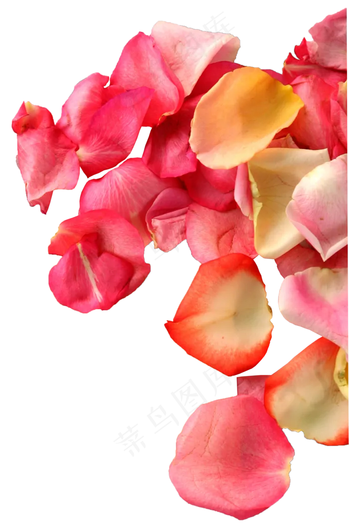 花瓣花朵免扣图片 
