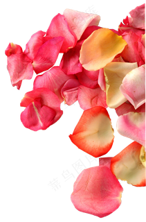 花瓣花朵免扣图片 