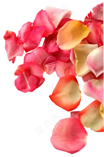 花瓣花朵免扣图片  花瓣花朵免扣图片
