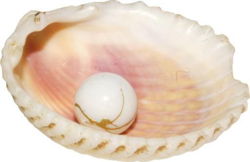 贝壳 PNG免抠(650x421)