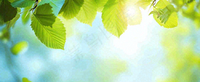 春天阳光绿叶嫩芽清新，立春春分摄影图(1712x704)