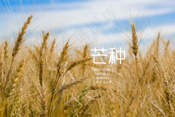 二十四节气之芒种图片