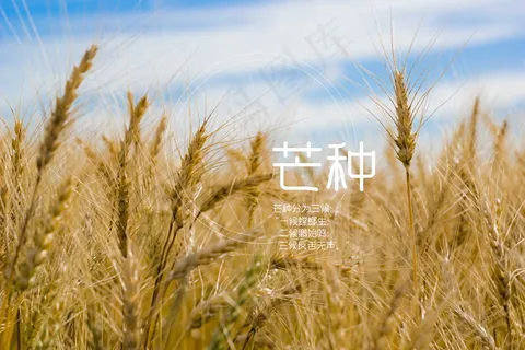 二十四节气之芒种图片 二十四节气之芒种图片