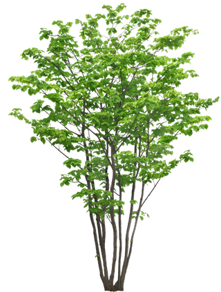 高清树木素材 免抠PSD植物素材 美术绘画园林贴图 树草灌木花草