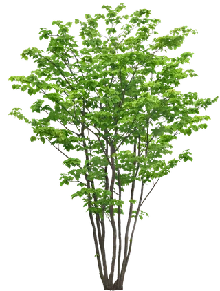 高清树木素材 免抠PSD植物素材 美术绘画园林贴图 树草灌木花草