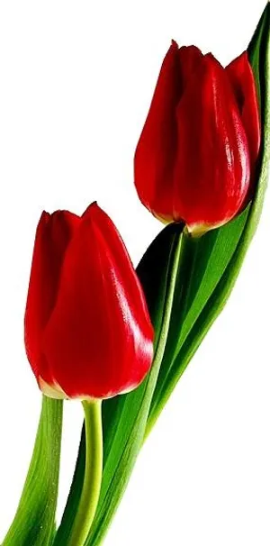 红色郁金香 PNG免抠