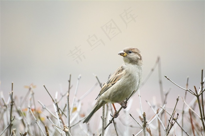 一只休息的鸟