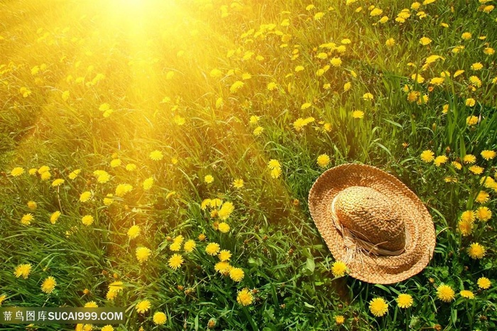 草地唯美花卉壁纸