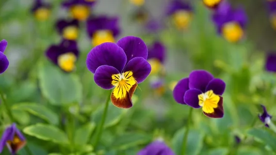 三色堇鲜花摄影图片 三色堇鲜花摄影图片