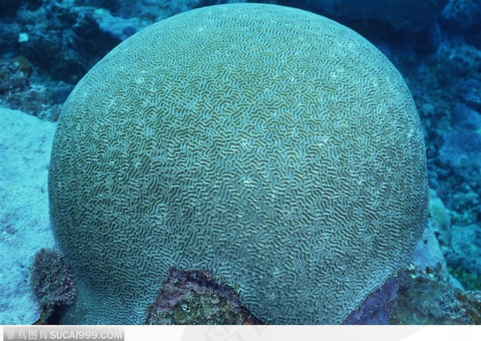 艳丽的珊瑚-圆形的珊瑚
