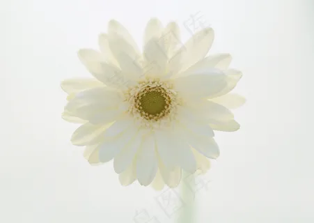 花草特写 1656 花草特写 1656