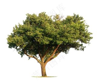 长着茂密枝叶的大树高清图片