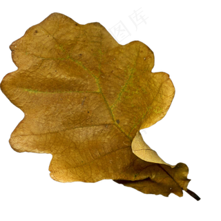 树叶之一　