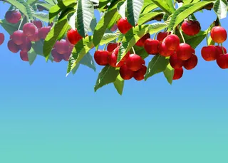 车厘子果蔬蓝天