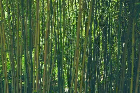 挺拔的竹子图片 挺拔的竹子图片