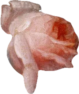 复古油画质感宫廷花卉植物花朵鲜花拼贴图案PNG免抠图片设计素材