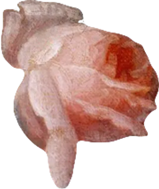 复古油画质感宫廷花卉植物花朵鲜花拼贴图案PNG免抠图片设计素材