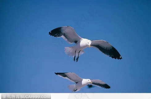 蓝天下的鹰(飞翔) 蓝天下的鹰(飞翔)