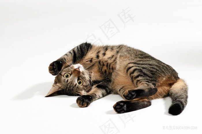 在地上撒娇的猫咪图片