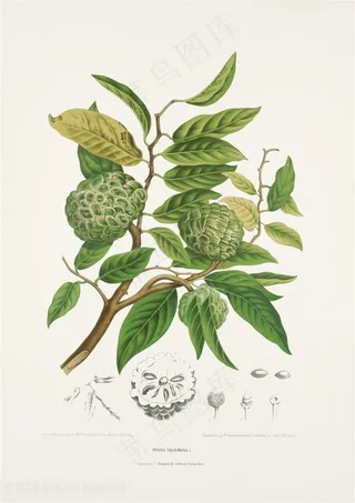 手绘花卉番荔枝插画图片