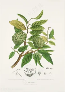 手绘花卉番荔枝插画图片 手绘花卉番荔枝插画图片