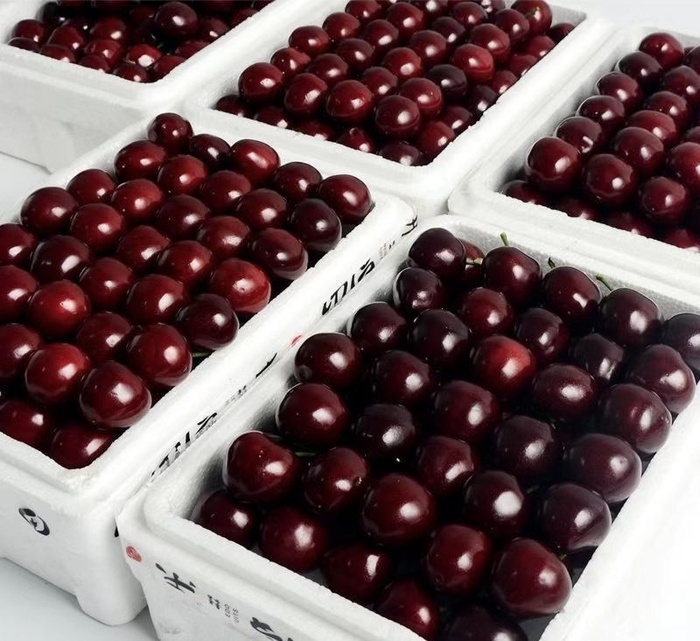 车厘子水果素材