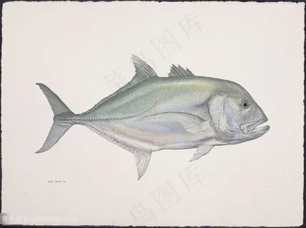 高清手绘鱼唯美彩绘插画素材 高清手绘鱼唯美彩绘插画素材
