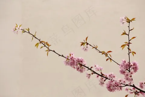 中国风桃花图片