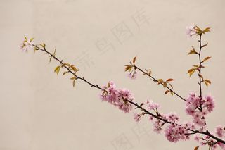 中国风桃花图片