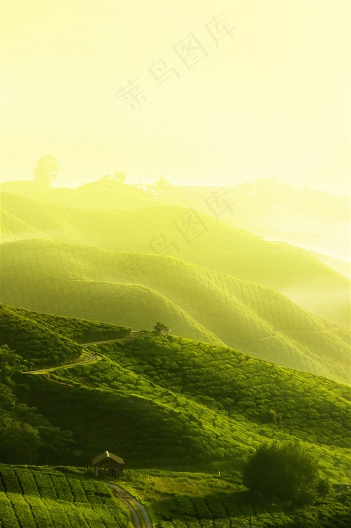 春天茶山风景摄影图片素材