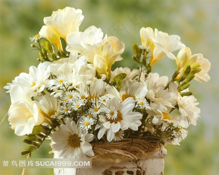 白色娇艳的菊花摄影素材