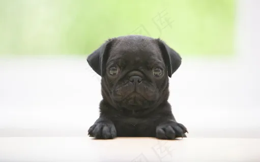 黑色八哥犬图片 黑色八哥犬图片