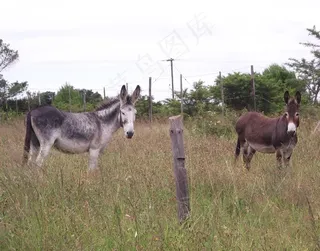 原野两只毛驴图片
