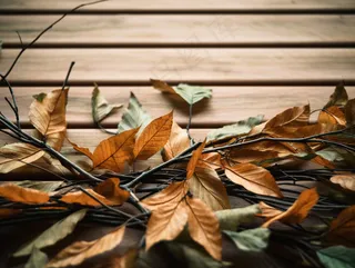 秋天落叶干枯树枝树叶摄影图