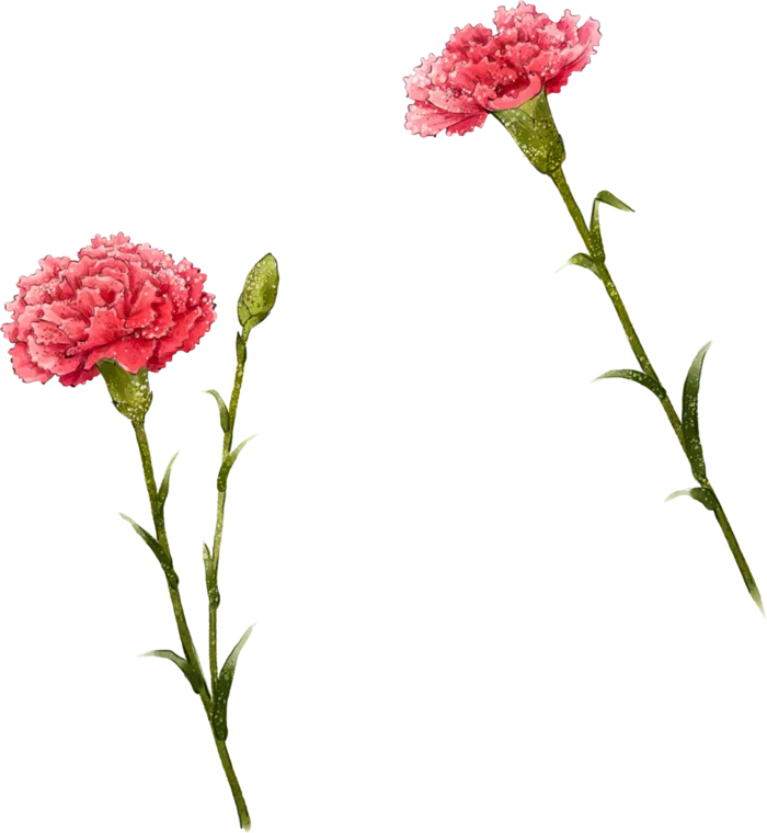 花朵红色简笔