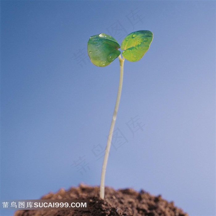 植物嫩芽素材图片