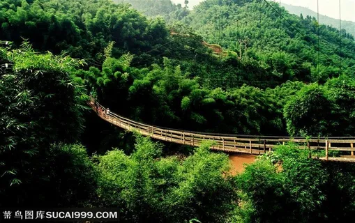 竹林风景- 竹林自然风景 竹林风景- 竹林自然风景
