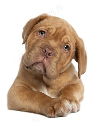 波尔多犬狗狗图片