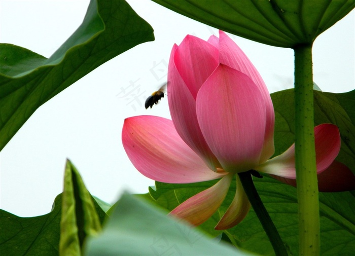 鲜花映日荷花素材