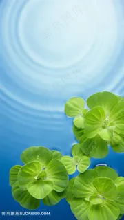 荷塘荷叶高清图片