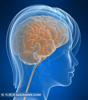 女性大脑器官高清素材