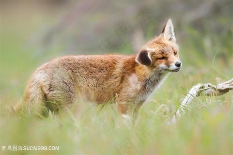 野生动物搭耳朵的狐狸图片
