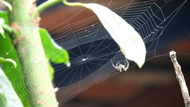 昆虫, 蜘蛛织, 虫族, 哥伦比亚