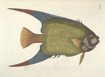 高清彩绘鱼插画素材手绘插画 高清彩绘鱼插画素材手绘插画