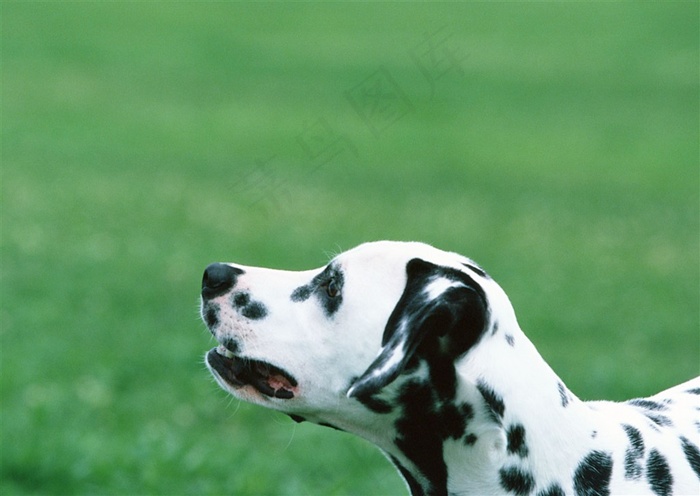 狗家禽家畜jpg素材