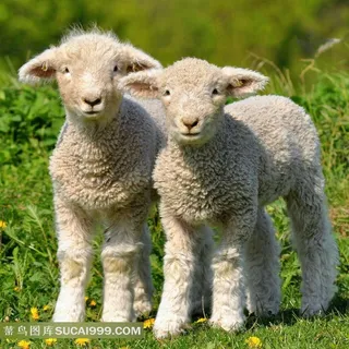 农场系列 - 温顺可爱的小绵羊